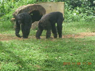 Uganda - Entebbe - Uganda Wildlife Education Center (UWEC) - bird