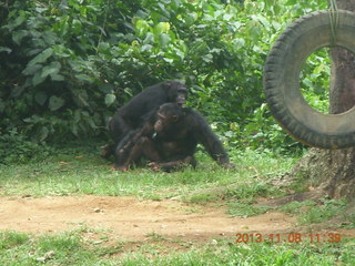 Uganda - Entebbe - Uganda Wildlife Education Center (UWEC) - chimpanzees