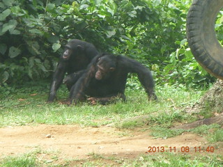 Uganda - Entebbe - Uganda Wildlife Education Center (UWEC) - chimpanzees