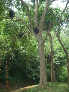 Uganda - Entebbe - Uganda Wildlife Education Center (UWEC) - chimpanzees