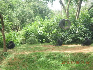 Uganda - Entebbe - Uganda Wildlife Education Center (UWEC) - chimpanzee