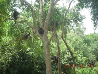 Uganda - Entebbe - Uganda Wildlife Education Center (UWEC) - chimpanzees