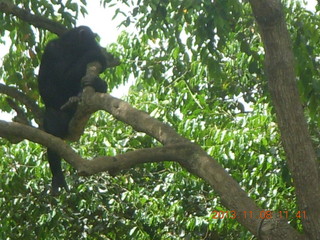 Uganda - Entebbe - Uganda Wildlife Education Center (UWEC) - chimpanzees