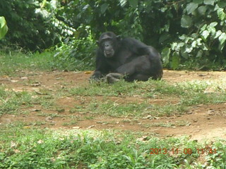 Uganda - Entebbe - Uganda Wildlife Education Center (UWEC) - chimpanzee