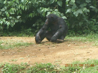 Uganda - Entebbe - Uganda Wildlife Education Center (UWEC) - chimpanzees