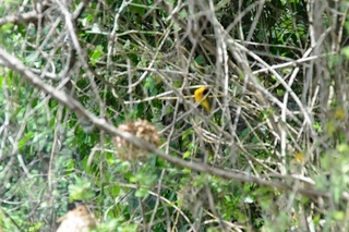 birds in Uganda