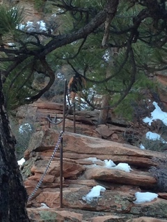 2161 8gt. Zion National Park - Angels Landing hike - descending - Adam