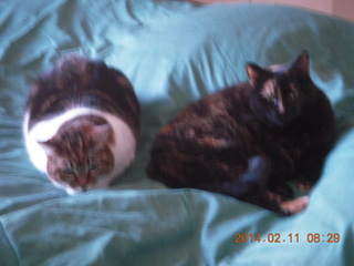 cats Penny and Maria