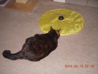 my cat Maria and our new toy