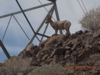 drive to Desert Bar near Parker - Lake Havasu Dam - big horn sheep