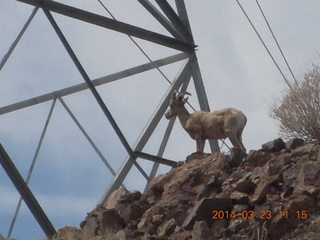 drive to Desert Bar near Parker - Lake Havasu Dam - big horn sheep
