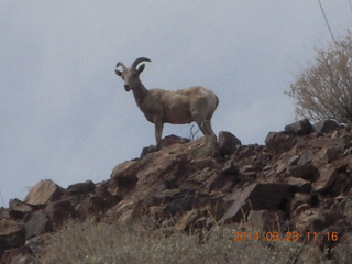 Zion National Park drive - big horn sheep