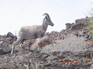drive to Desert Bar near Parker - Lake Havasu Dam - big horn sheep