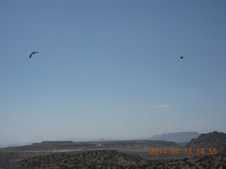 Uganda - Mountain of the Moon hotel - birds