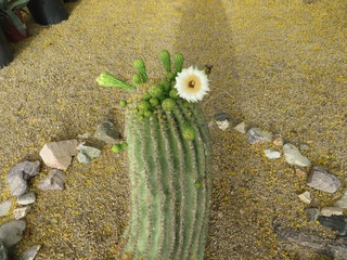 blooming saguaro piece in Beth B's yard