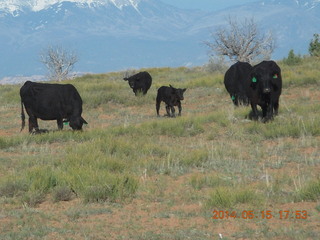 430 8mf. drive back from Canyonlands to Moab - cows