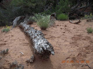 78 8mg. Arches National Park - Devil's Garden hike