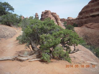 85 8mg. Arches National Park - Devil's Garden hike