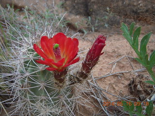 90 8mg. Arches National Park - Devil's Garden hike - flower