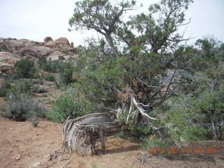 96 8mg. Arches National Park - Devil's Garden hike