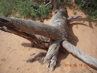 98 8mg. Arches National Park - Devil's Garden hike