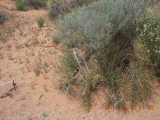 128 8mg. Arches National Park - Devil's Garden hike - plant