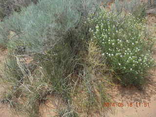 129 8mg. Arches National Park - Devil's Garden hike - plant