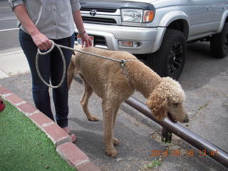 158 8mg. Moab - Milt's Stop & Eat - cool poodle