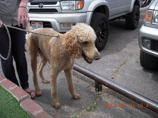 159 8mg. Moab - Milt's Stop & Eat - cool poodle