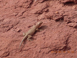 292 8mg. Fisher Tower hike - lizard