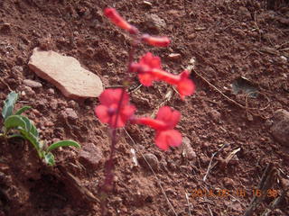 307 8mg. Fisher Tower hike - flowers