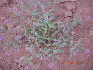 379 8mg. Fisher Tower hike - flowers