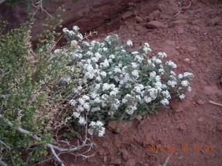 380 8mg. Fisher Tower hike - flowers