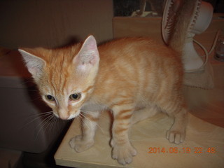 66 8nk. new kitten cat Max