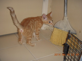 67 8nk. new kitten cat Max