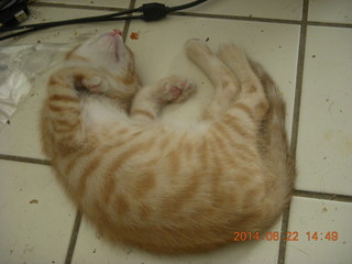 106 8nn. my kitten Max sleeping on the floor