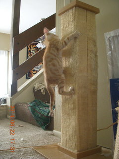 122 8np. my new kitten Max climbing the scratching post