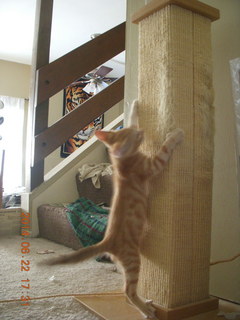 123 8np. my new kitten Max climbing the scratching post