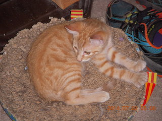 142 8p2. my kitten Max