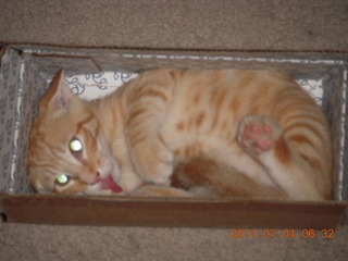 149 8p4. my kitten Max in a box