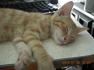 200 8pe. my kitten/cat Max