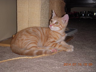 260 8pf. my kitten Max