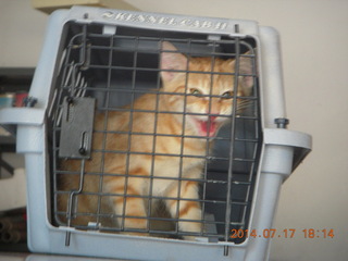 298 8ph. my kitten Max in pet carrier