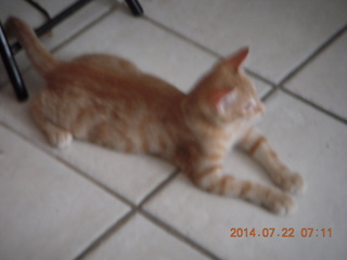 302 8pn. kitten Max`