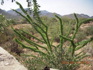 Pinnacle Peak hike - green ocotillo cactus