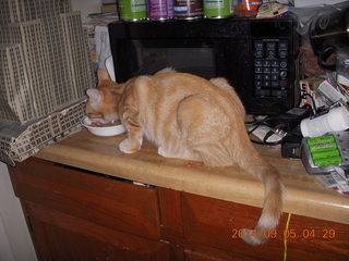 342 8r4. kitten/cat Max eating on the counter top