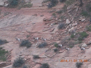 drive to Desert Bar near Parker - Lake Havasu Dam - big horn sheep