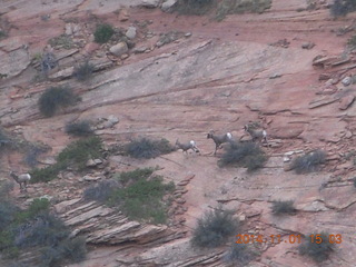 drive to Desert Bar near Parker - Lake Havasu Dam - big horn sheep