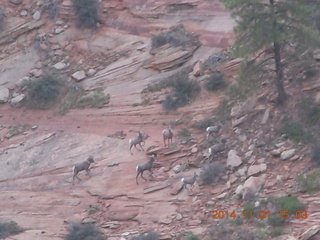 drive to Desert Bar near Parker - Lake Havasu Dam - big horn sheep