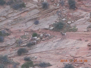 Zion National Park - Observation Point hike - big horn sheep